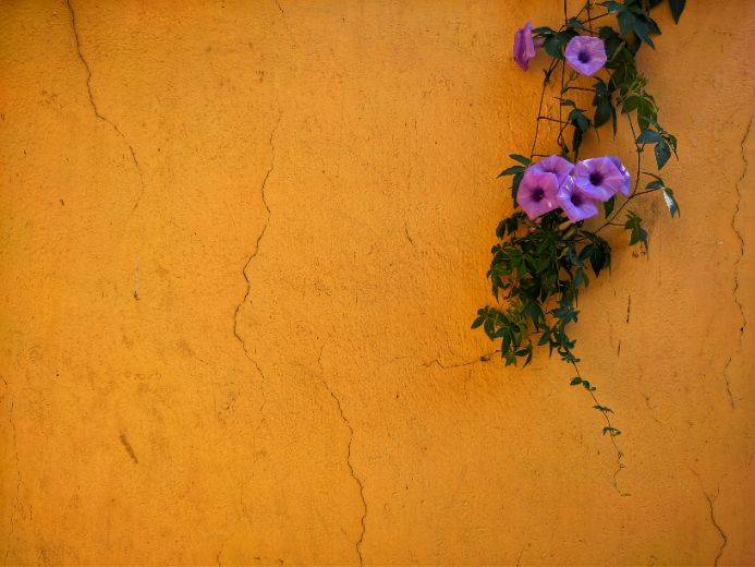 Purple flowers climbing on a textured yellow wall, symbolizing growth and calm—perfect for a therapy blog about what to expect in a session.