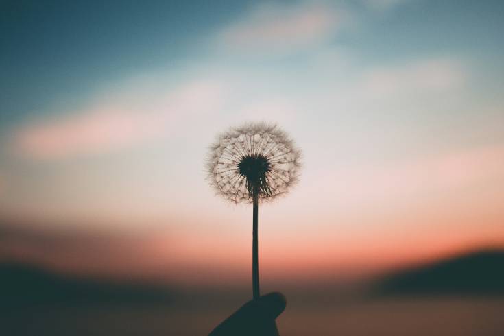 Close-up of a dandelion held against a soft sunset sky, symbolizing mindfulness, acceptance, and emotional clarity—key themes in ACT therapy.