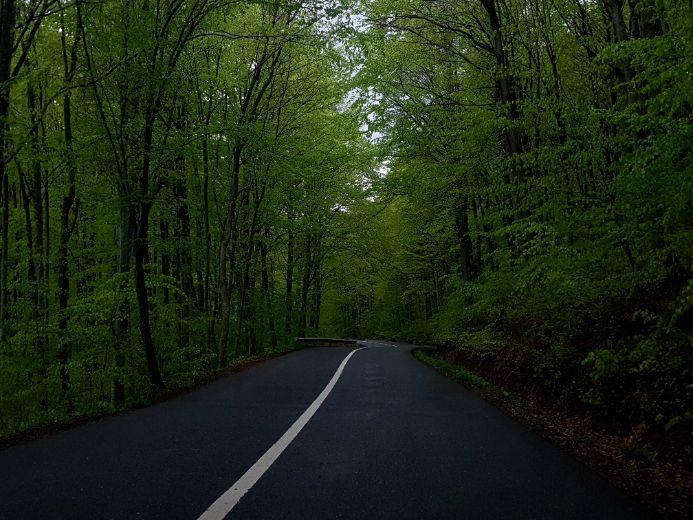 Winding forest road symbolizing emotional balance and DBT's Middle Path