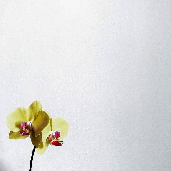 Yellow orchid flowers against a minimalist white background, symbolizing calmness and personal growth.