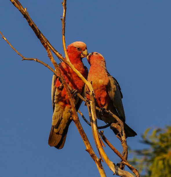 Two vibrant birds perched closely on intertwined branches, symbolizing intimacy, connection, and the patterns of closeness in adult relationships.