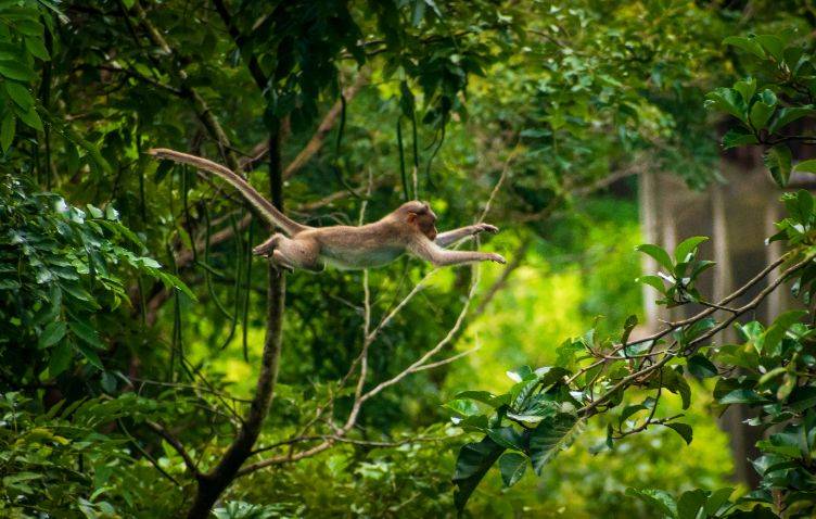 A monkey leaping between tree branches in a lush green forest, symbolizing restless and wandering thoughts often described as the monkey mind.