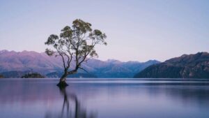 A solitary tree standing in calm water with mountains in the background, symbolizing mindfulness and inner peace.