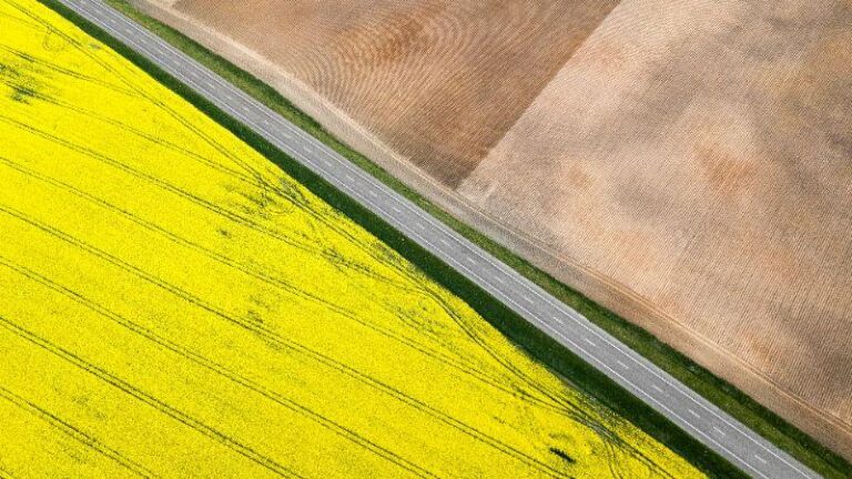 Aerial view of a straight road dividing bright yellow farmland and brown fields, symbolizing the concept of the hedonic treadmill and the pursuit of happiness.