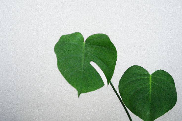 Two green Monstera leaves against a light gray background, symbolizing growth and calm.