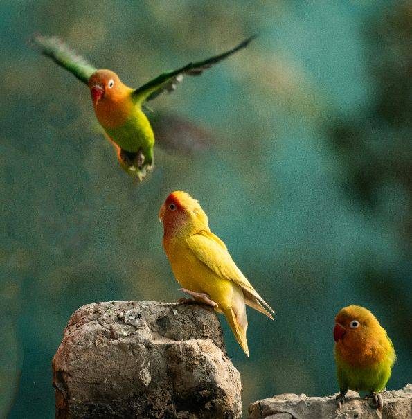 Three colorful lovebirds perched on rocks, symbolizing connection and growth—reflecting how individual therapy can help nurture healthier relationships.