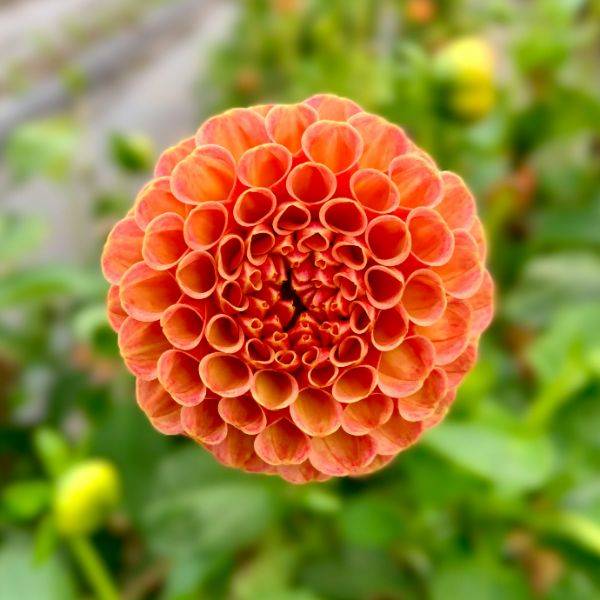Close-up of an orange dahlia flower with layered petals, symbolizing curiosity and growth