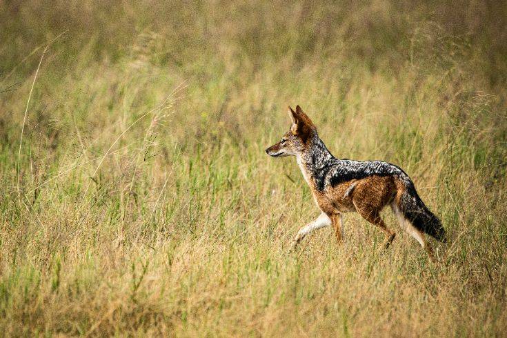 A startled fox in the forest illustrating the natural fight, flight, or freeze response in animals.