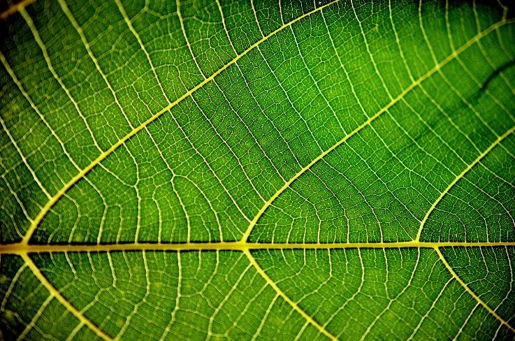 Close-up of a vibrant green leaf showing detailed vein patterns, symbolizing natural connections and growth.