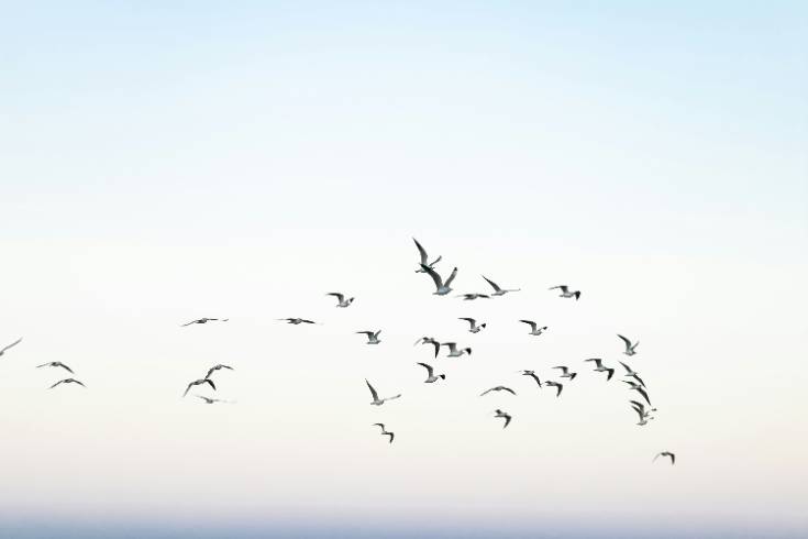 Birds flying in a calm sky, symbolizing noticing glimmers and finding peace through DBT skills.