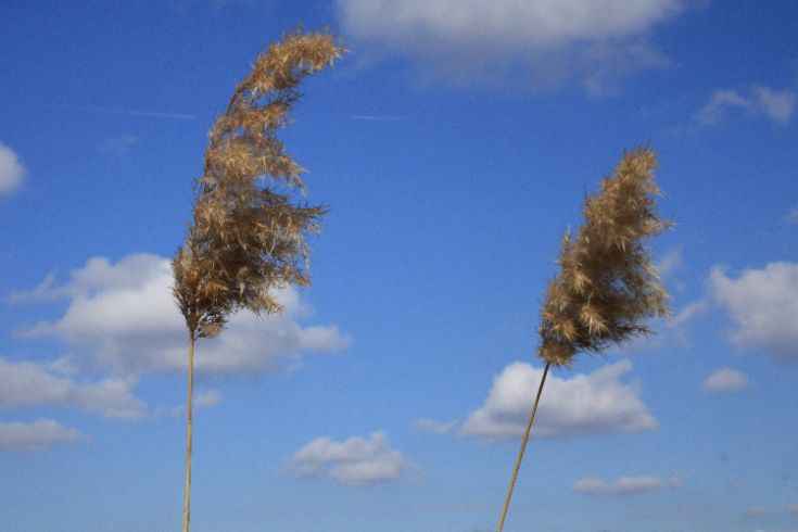two soft reeds gently bending in the wind, symbolizing holding things lightly and emotional flexibility.