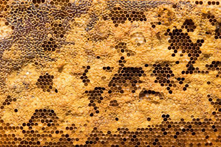 Honeycomb symbolizing interconnected family systems and healthy boundaries