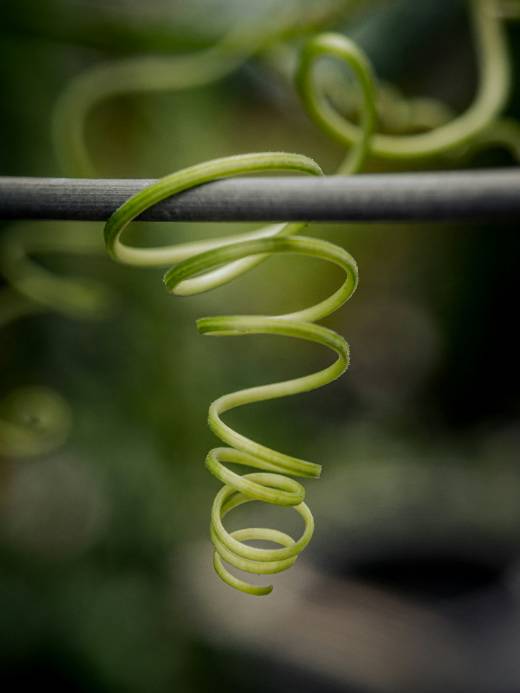 A spiraling plant tendril symbolizing thought loops and the feeling of the mind constantly analyzing.