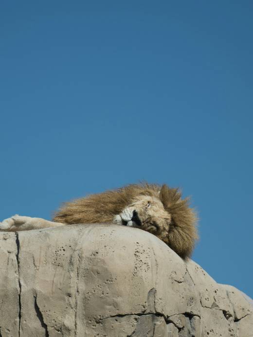 A lion resting on a rock under a clear blue sky, illustrating rest, stillness, and slowing down without urgency.