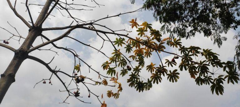Tree branches with varying density of leaves against the sky, reflecting natural shifts in form and structure.