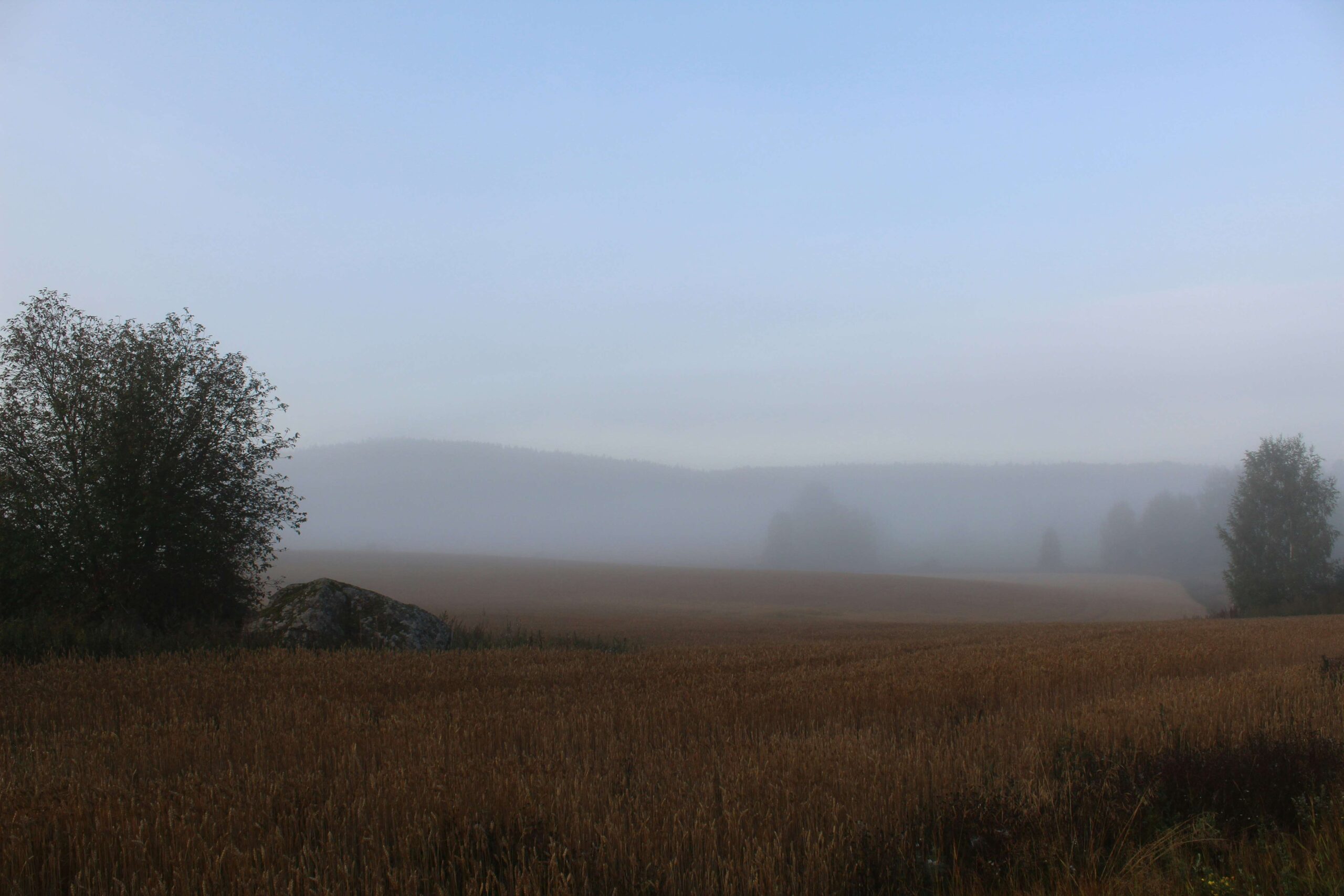 A quiet open field partially covered in morning fog, with trees and landscape fading into the distance