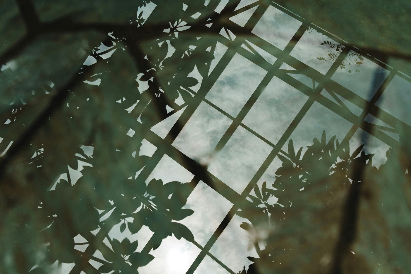 Light filtering through a glass ceiling partially obscured by leaves, creating layered shadows and soft visual distortion