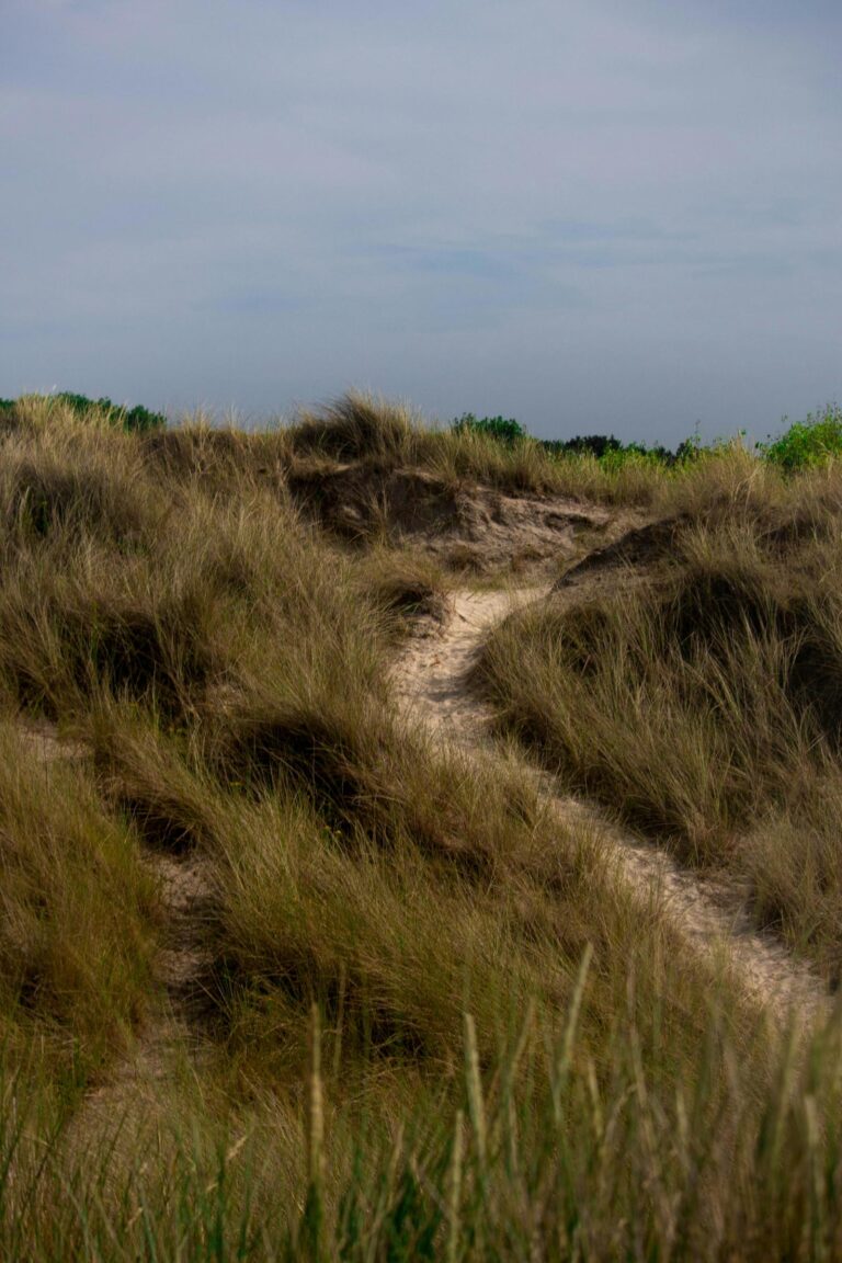 Narrow sandy path winding through tall, dense grass under a muted sky.