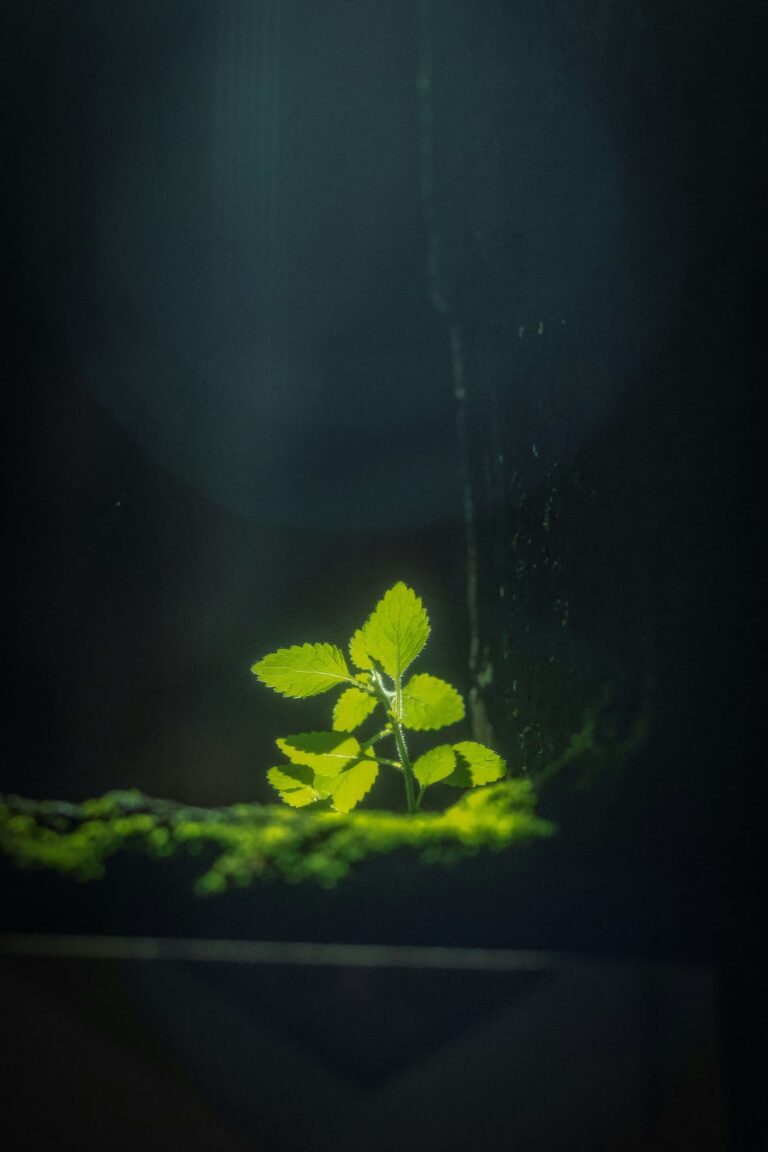 Small green plant growing in soft light against a dark background, symbolizing quiet growth and reflection.