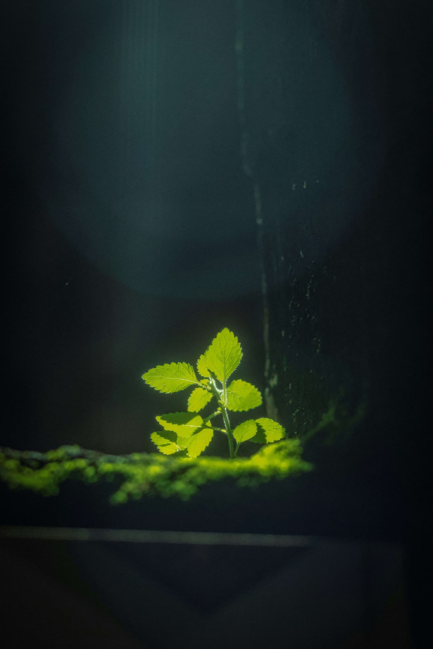 Small green plant growing in soft light against a dark background, symbolizing quiet growth and reflection.