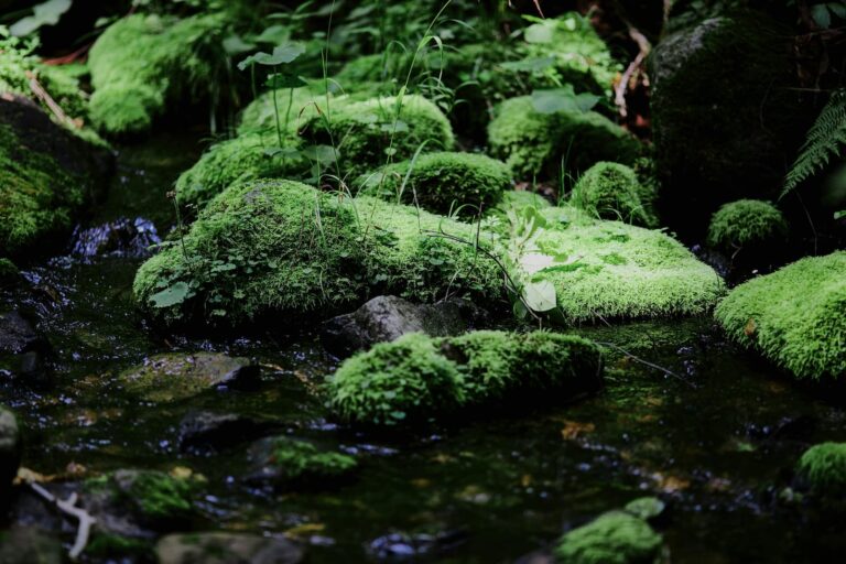 Moss-covered stones in a quiet stream surrounded by lush green forest plants.