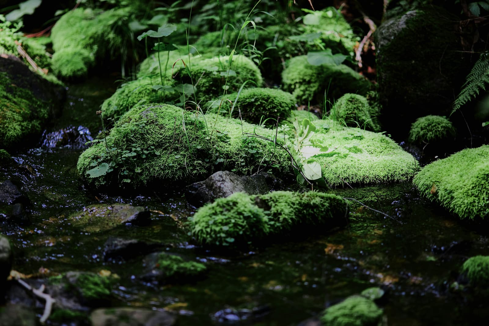 Moss-covered stones in a quiet stream surrounded by lush green forest plants.