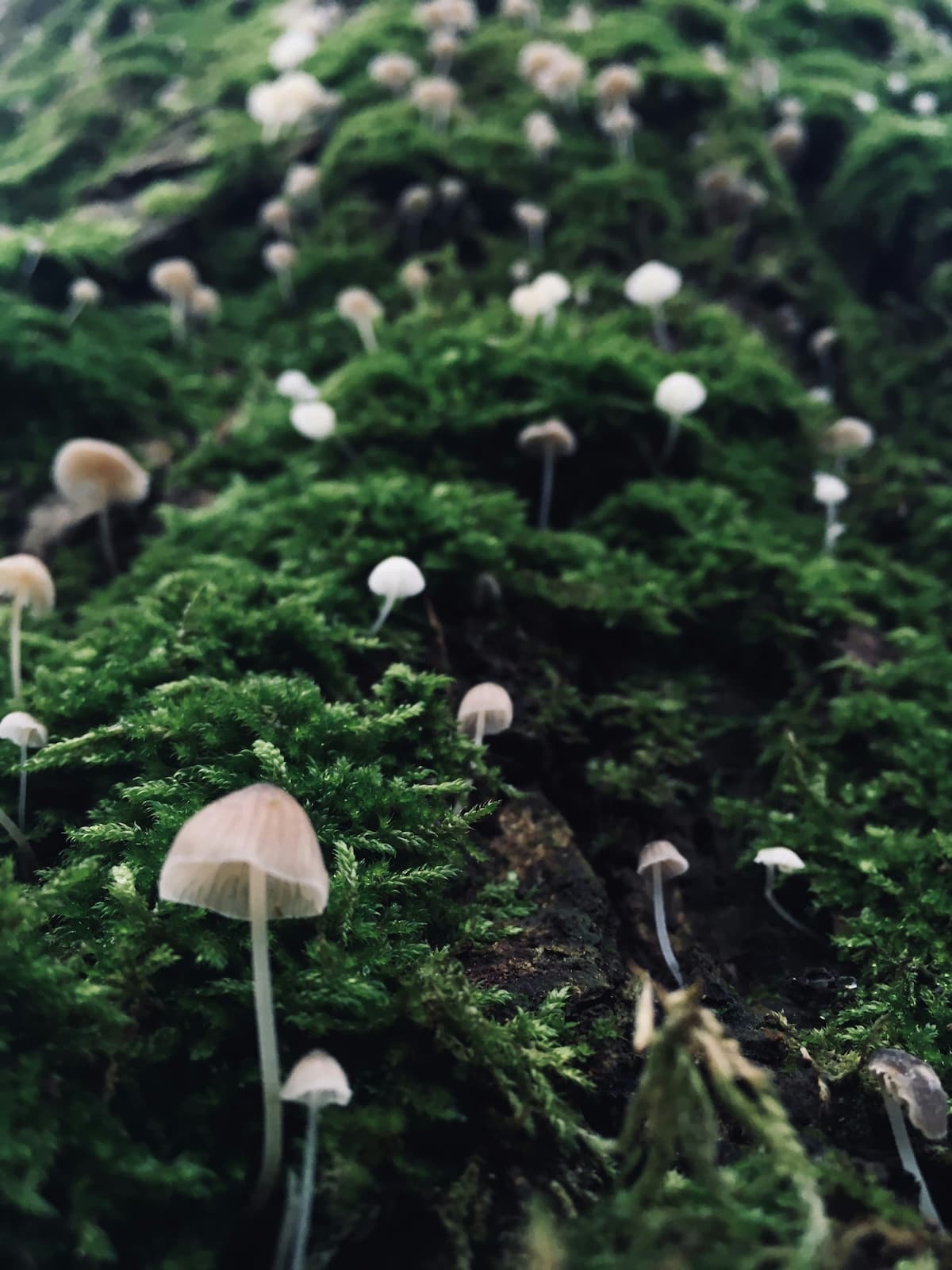 Small mushrooms growing across a moss-covered forest floor, symbolizing how present experiences can connect to deeper emotional patterns and past experiences.