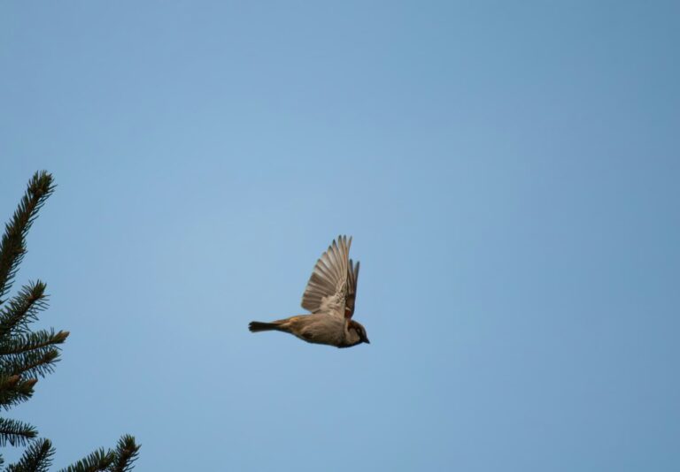 A small bird in flight, symbolizing the small actions and experiments that can help create meaningful change.