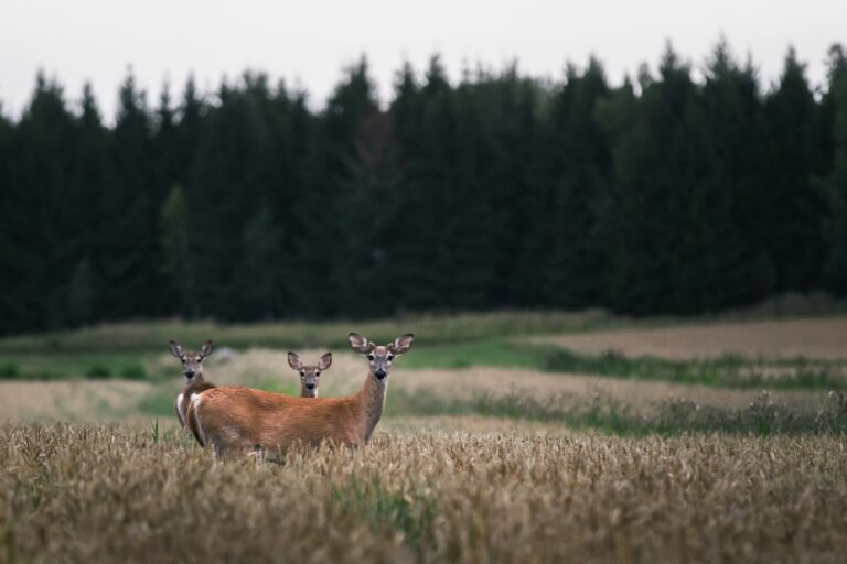Three deer standing alert in a meadow surrounded by a wide landscape of fields and trees.