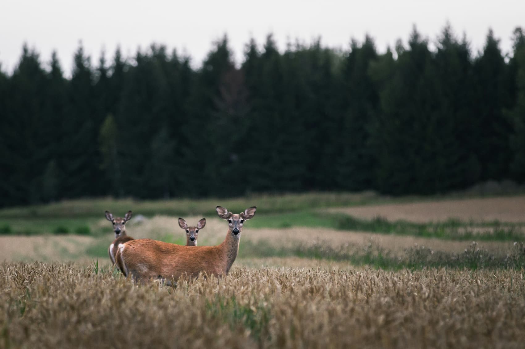 Three deer standing alert in a meadow surrounded by a wide landscape of fields and trees.