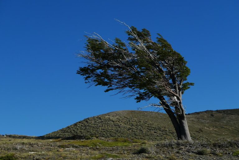 Tree bending in strong wind on a hillside, symbolizing the ability to remain grounded during challenging situations.