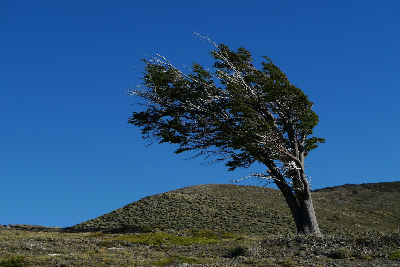 Tree bending in strong wind on a hillside, symbolizing the ability to remain grounded during challenging situations.