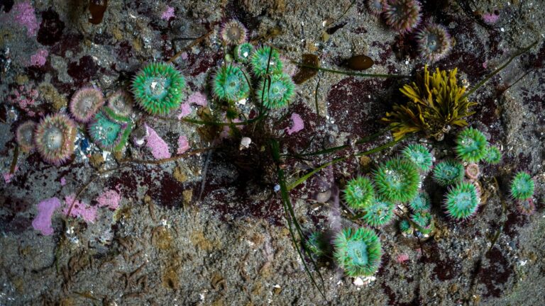 Colorful sea anemones in a tide pool illustrating curiosity and questioning the belief "that's just how I am."