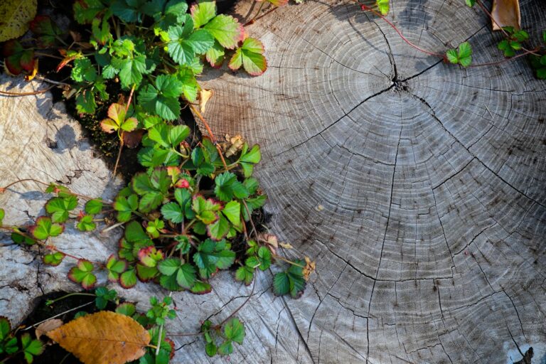 Tree rings and green plants growing around a tree stump, symbolizing personal growth and progress over time.