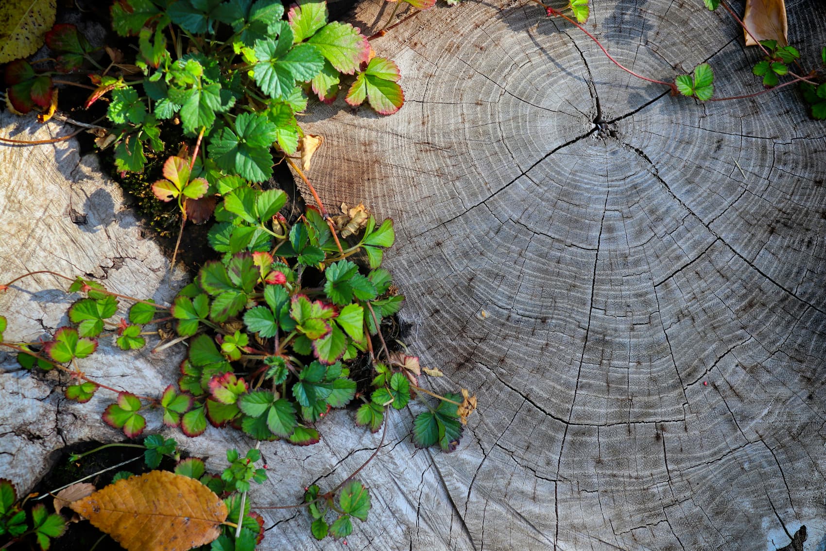 Tree rings and green plants growing around a tree stump, symbolizing personal growth and progress over time.