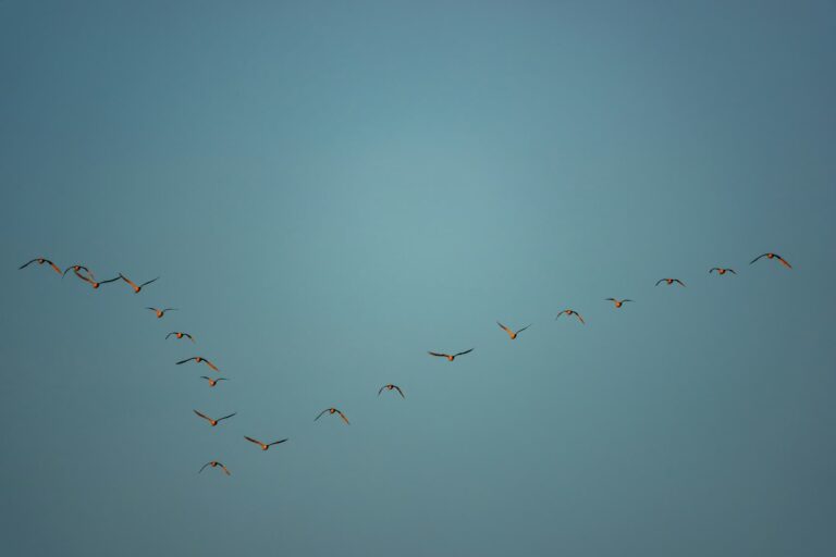 Birds flying together in a coordinated formation against a blue sky.