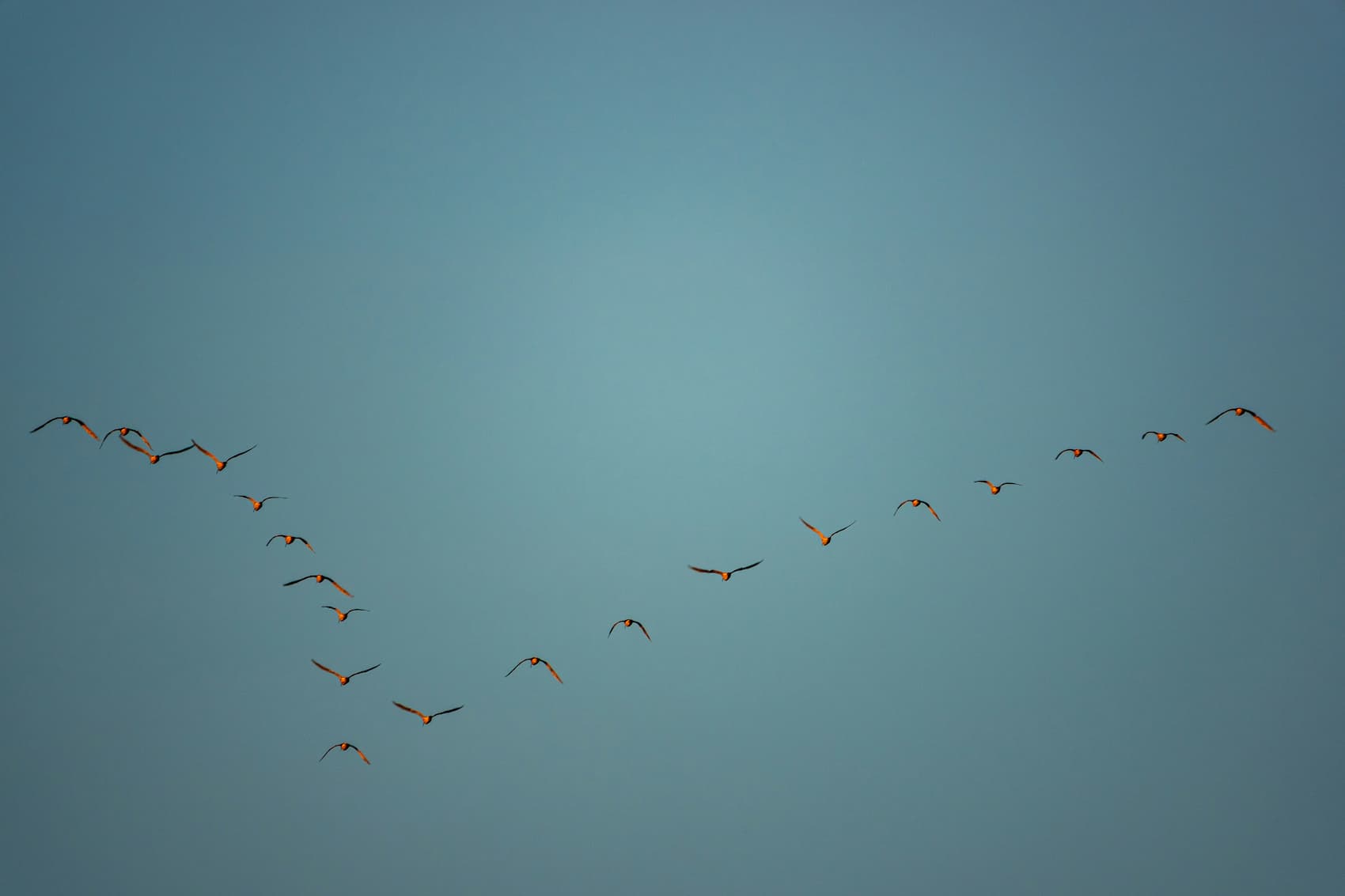 Birds flying together in a coordinated formation against a blue sky.