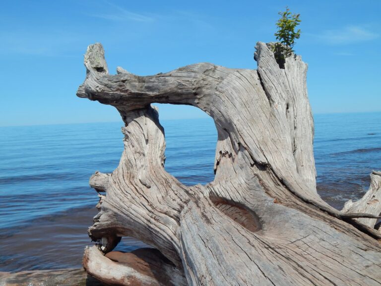 Weathered driftwood resting in shallow water along a sandy shoreline.